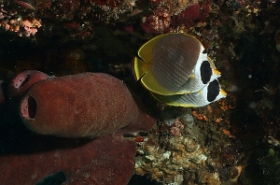Bali 2016 - Panda butterflyfish - Poisson papillon des philippines - Chaetodon ardiergastos - IMG_5883_rc